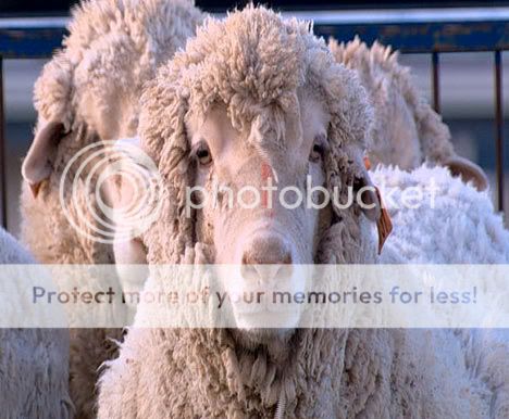 sheep240307_486x386.jpg