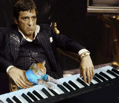 scarface-say-hello-to-my-little-kitty-gif.gif