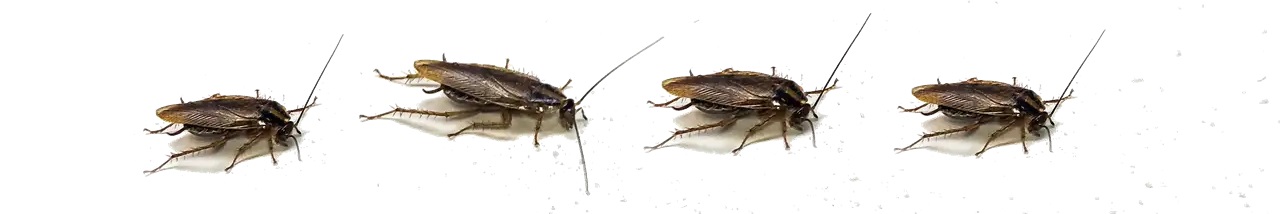 German-Cockroaches-in-a-Row-1.jpg