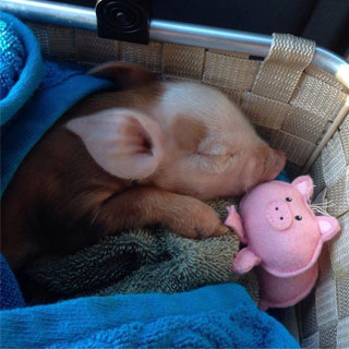 teacup-pig-in-your-house-in-Indiana.jpg