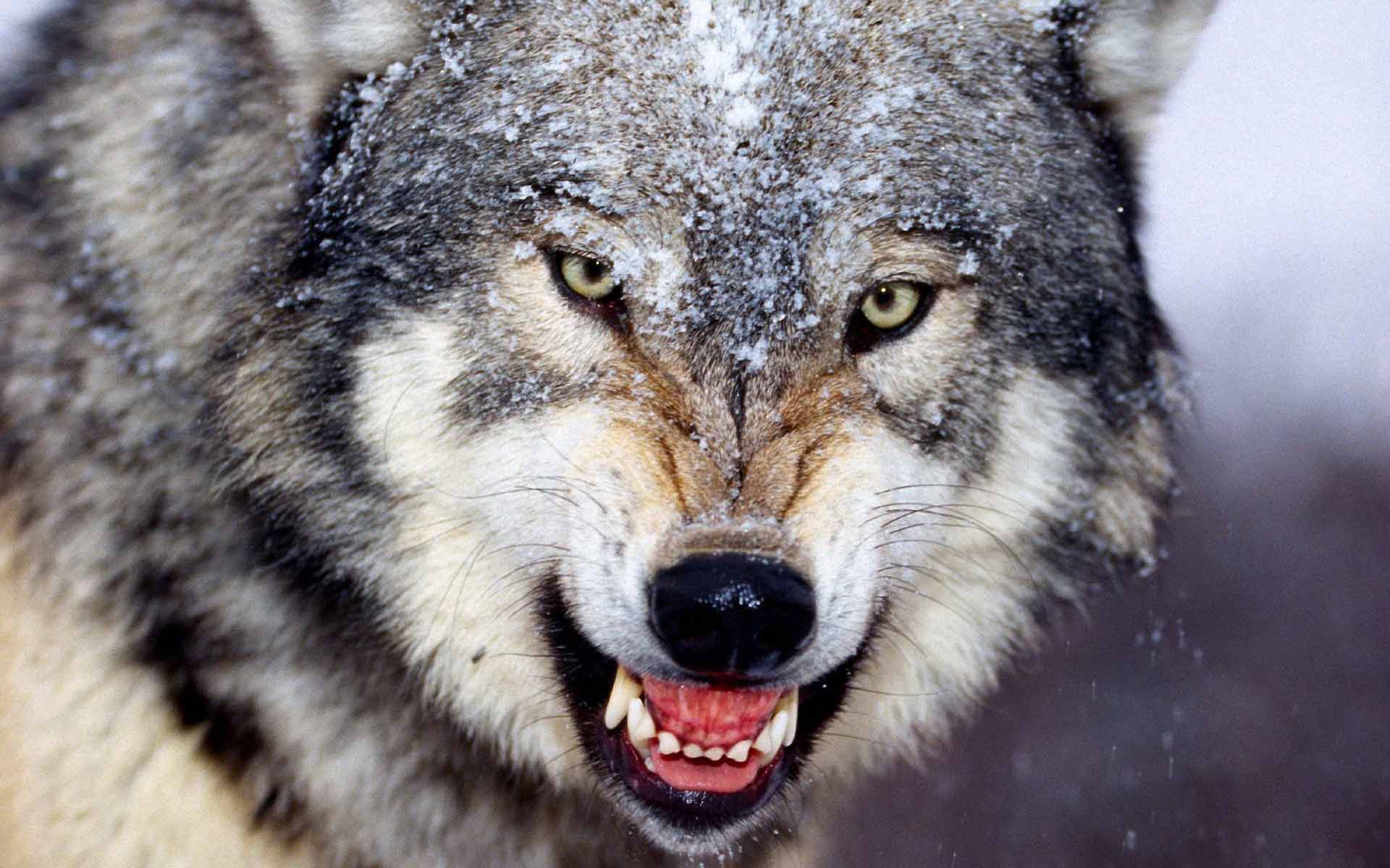 Wolf-Wild-Animal-Wallpaper.jpg