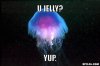 literal-jellyfish-meme-generator-u-jelly-yup-30bb29.jpg