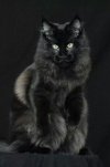 614b25fa802431d01a0f46fd97d1e8b5--black-beauty-cat-s.jpg