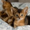 Arabian-Mau-cute-little-kittens.jpg