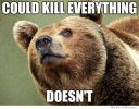 efb5214fb7ef5609a5da88d0a760ce9f--bear-pictures-funny-animal-pictures.jpg