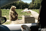 wp-contentuploads201506Waving-Catching-Bear.gif