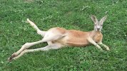 kangaroo.jpg