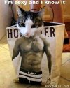 Six_pack_cat_hmbtd_Pak101(dot)com.jpg