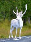 471195280c54421efdd4309f4da8fffa--reindeer-photo-white-reindeer.jpg