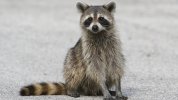 raccoon-road.ngsversion.1396530745521.jpg