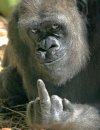 08793109d8e07c1257714cc24008ca1b--primates-funny-shit.jpg