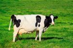 Holstein-dairy-cow-at-Bega-NSW.jpg