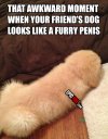 dog-fail-furry-penis_large.jpg