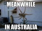 cb5c6023470948d1d5261cb0425f2e89--australia-spider-australia-meme.jpg