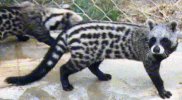 Civet.jpg