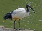 Ibis-Sacred-WldOfBirds2.jpg