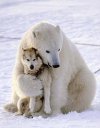 polar-bear-and-wolf.jpg