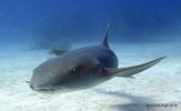 nurse-shark-8-16-c2a9melinda-riger-gb-scuba.jpg