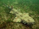 wobbegong_richard_ling1.jpg