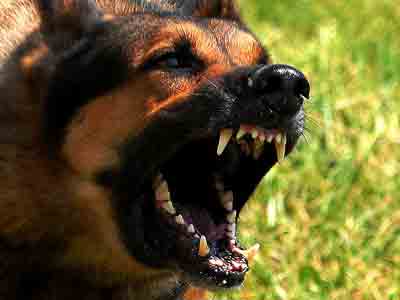 angry-dog008.jpg