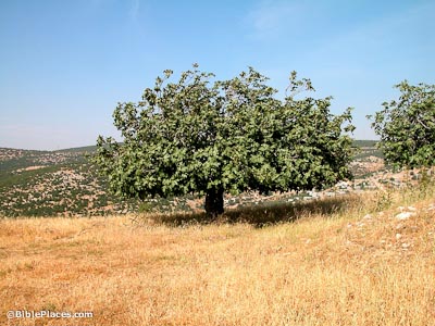 Fig-tree-Umm-al-Hedamus-tb060403141-bibleplaces.jpg