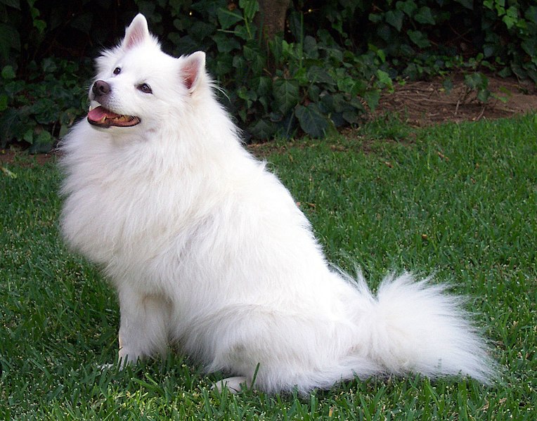 764px-American_Eskimo_Dog.jpg