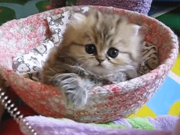 tumblr_naeqm3rHmH1tca3q3o1_400.gif