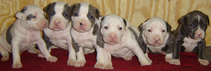 pit_bull_puppy1.jpg