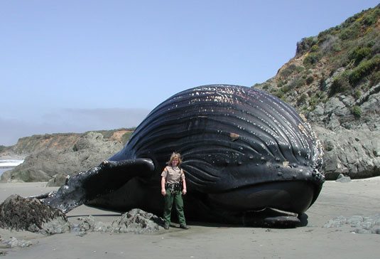 Humpback-whale.jpg
