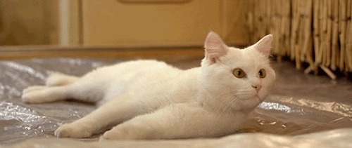 leroy_cat.gif