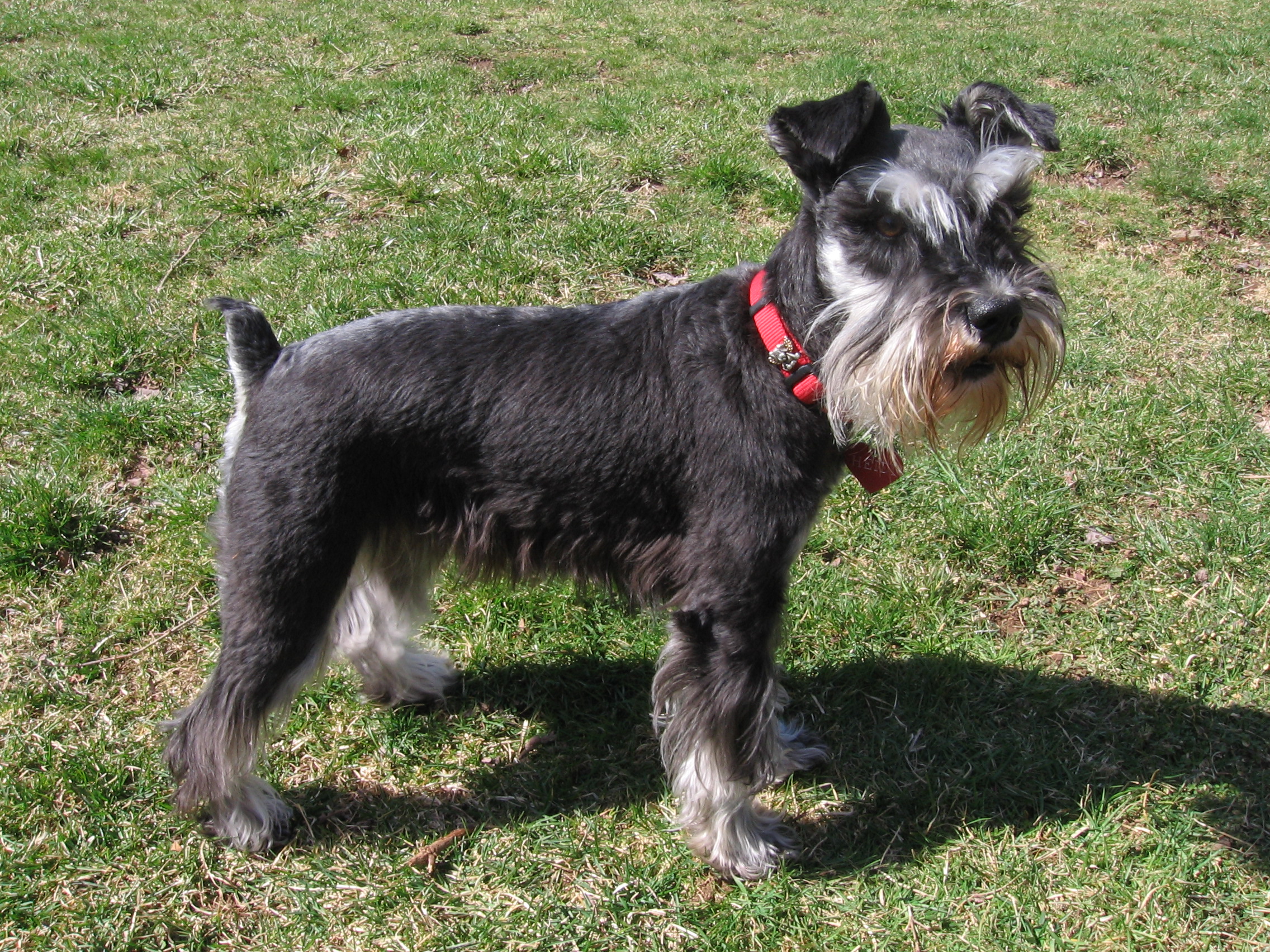 Miniature_schnauzer_blackandsilver.jpg