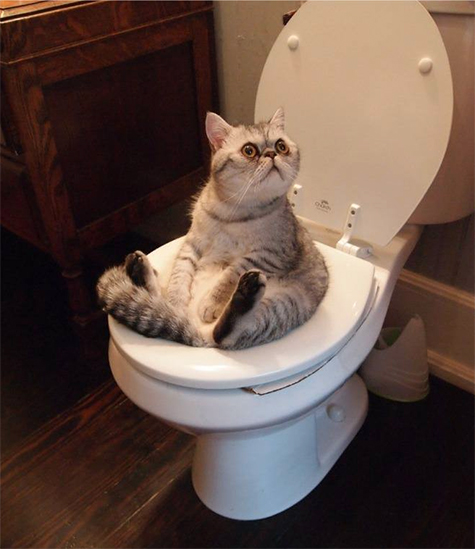 post-51402-cat-pooping-on-toilet-gif-meme-ArhH.jpg