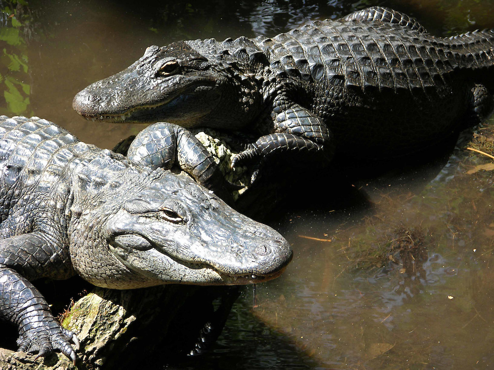 2-alligators.jpg