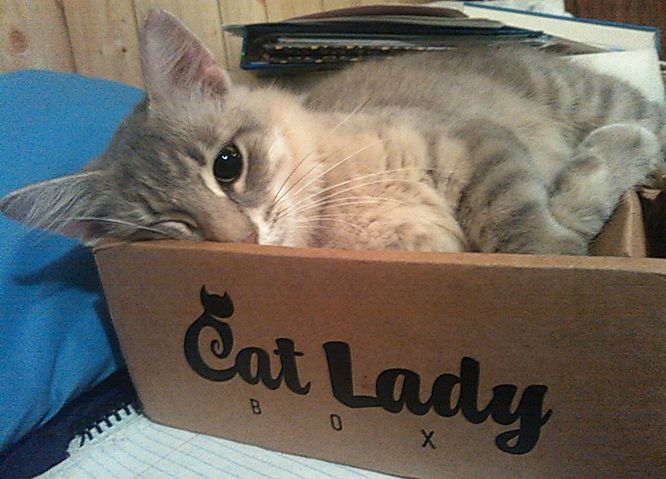 cat-in-box.jpg