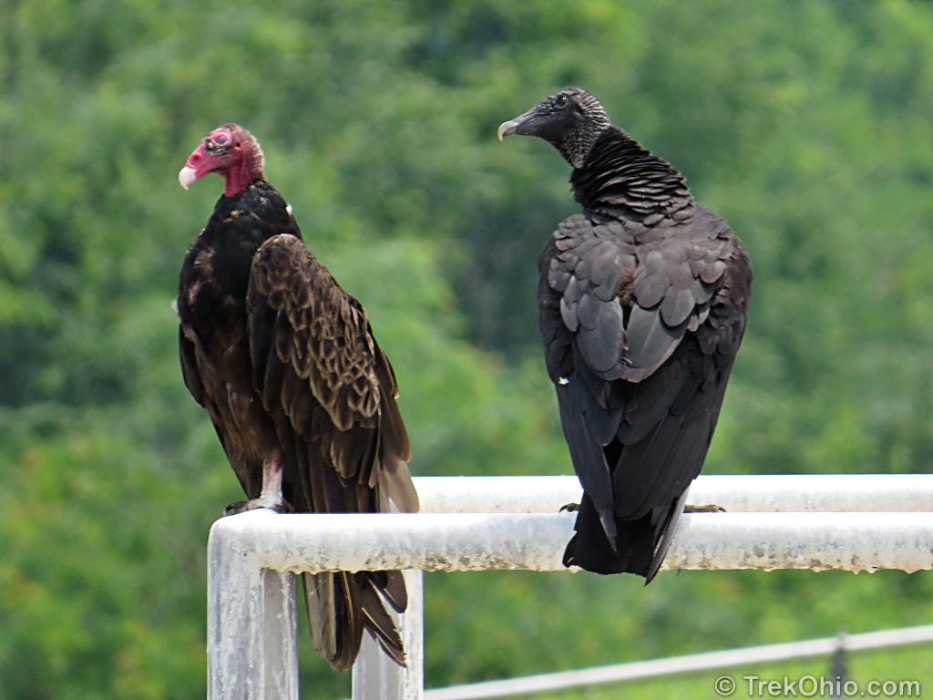 201307_turkey-vulture-and-black-vulture_9103676719.jpg