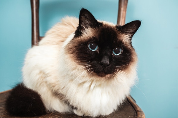 1-600-sealpoint-birman.jpg