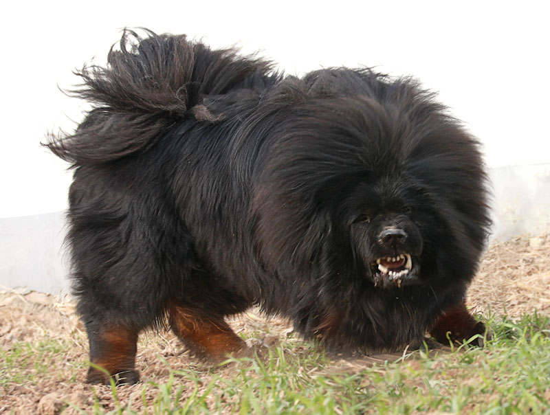 Black-Tibetan-Mastiff.jpg