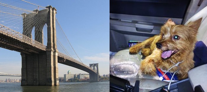 toto-dog-brooklyn-bridge-mashup-submitted.jpg