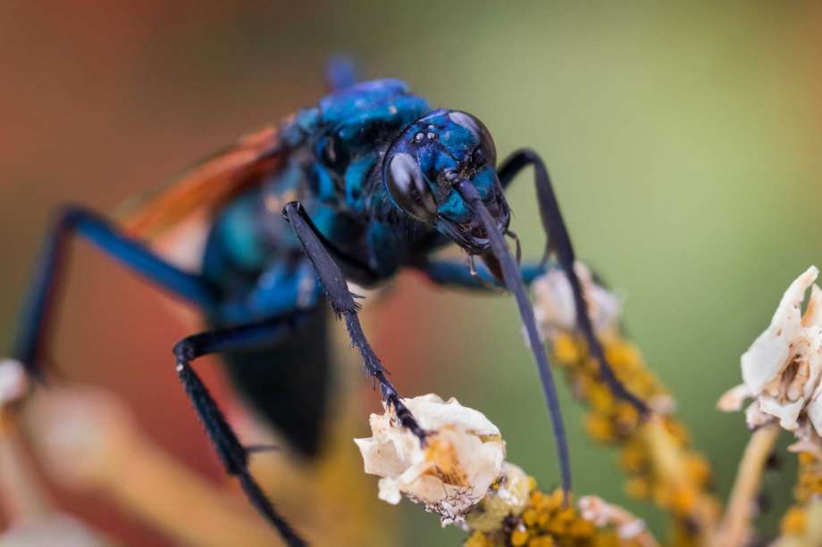 Tarantula-Hawk.jpg