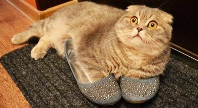 cat.jpg