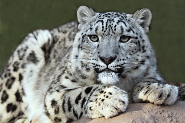 snow_leopard-600x400.jpg