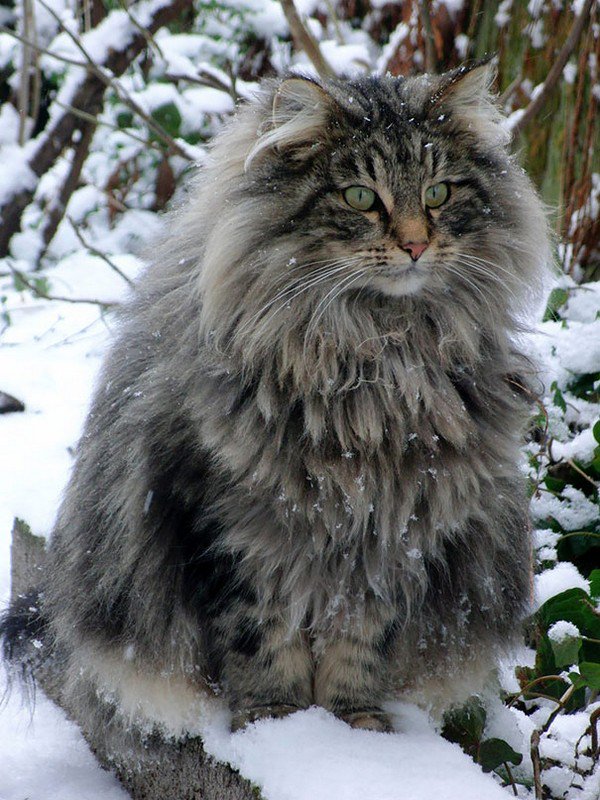 maine-coon-cat-snow.jpg
