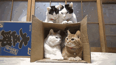 Cat-backs-out-of-box-of-cats.gif