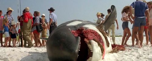 Jaws23.jpg