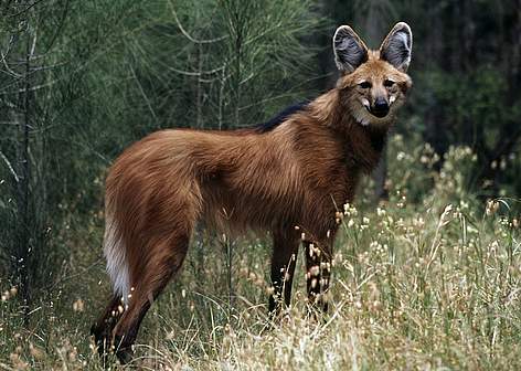 maned_wolf_365020.jpg