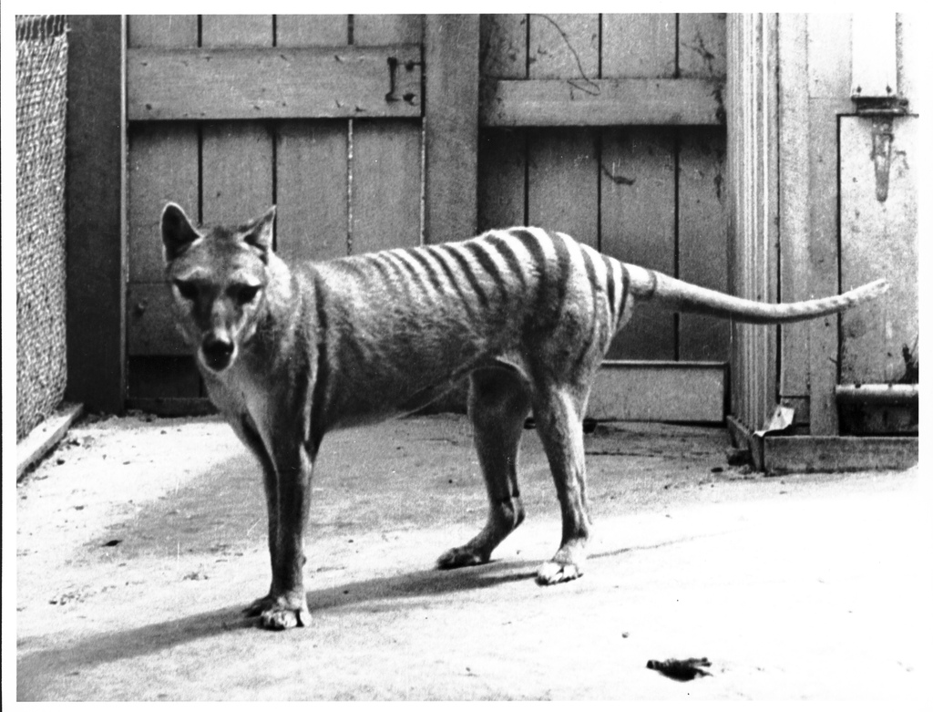 Tasmanian+tiger.jpg