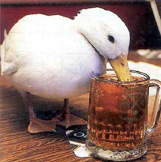 Duck%20Drinking%20Beer.jpg