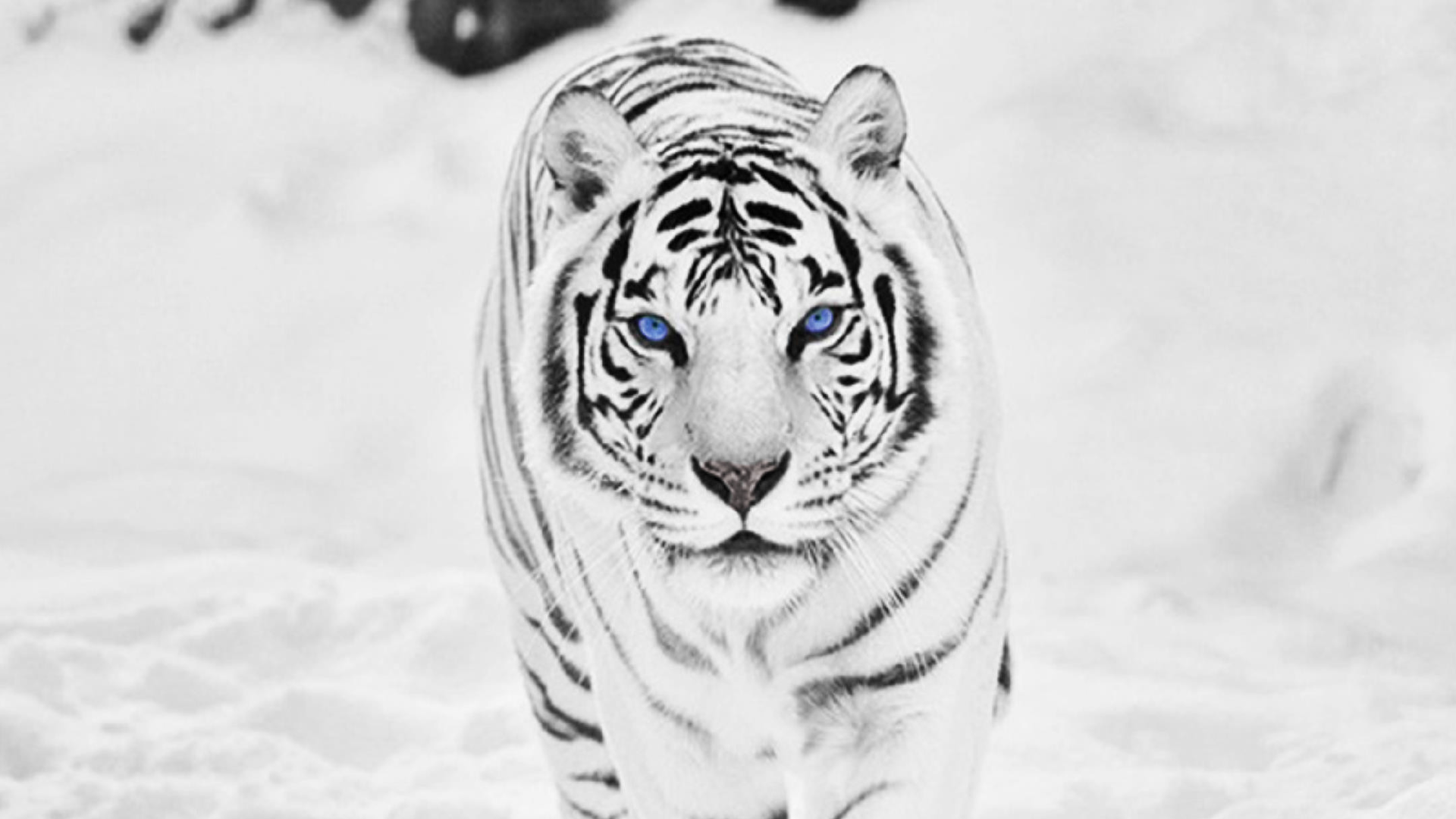 White-Tiger-Free-Download.png