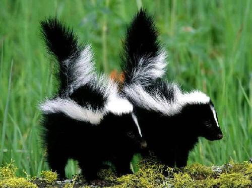 2_science_animal_centers_adaptations_skunk2.jpg