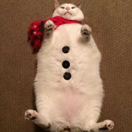 top-10-cold-as-ice-snowman-cats-that-wont-mel-L-4svhVJ.jpeg